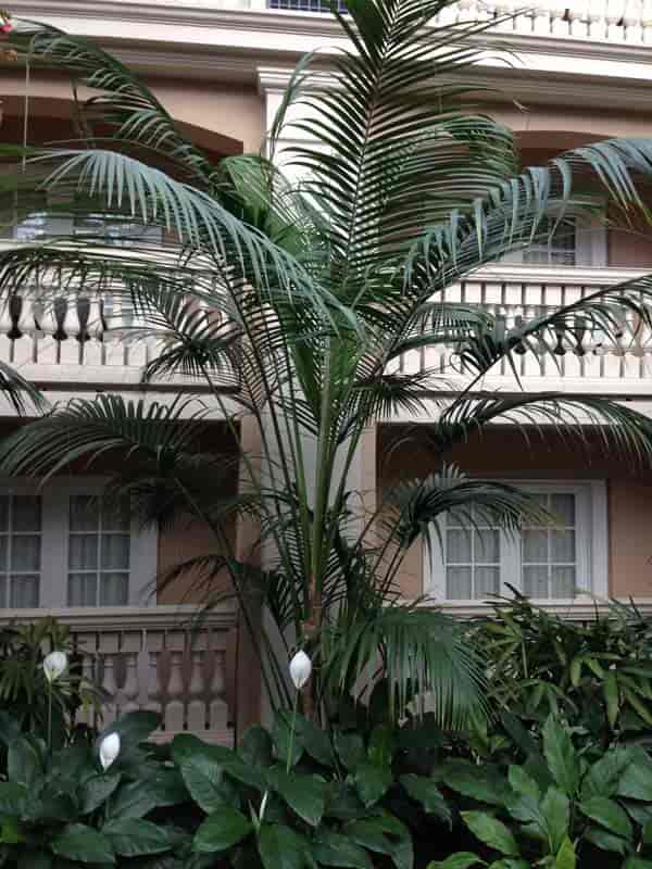 Kentia Palm-pleie på Gaylord Palms Hotel er alltid utmerket