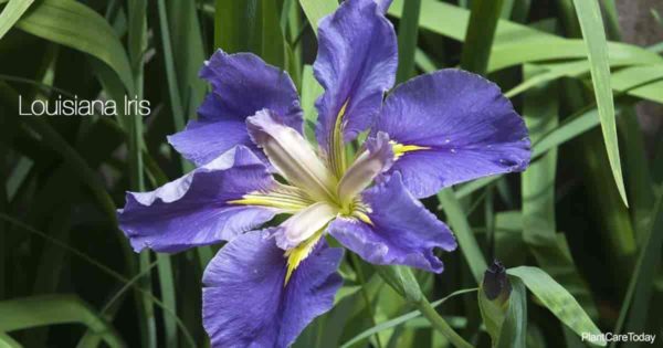 Blooming Louisiana Iris