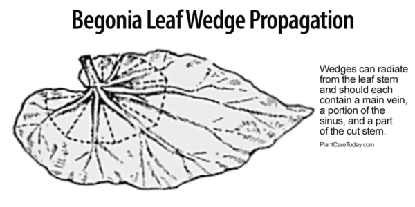 kileforplantning av et begonia-blad