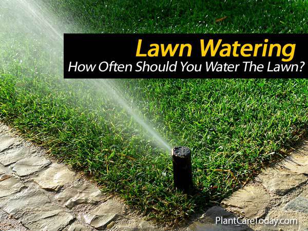 How Often Should A Lawn Be Watered?