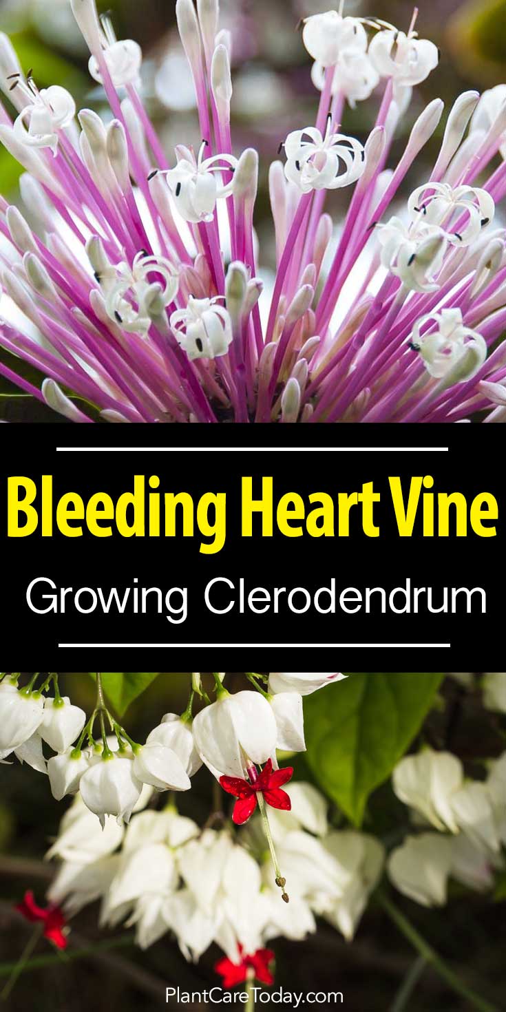 Clerodendrum - 'Bleeding Heart Vine' eller 'Glory Bower vine' - vindyrking, busk eller små tretyper, vokser ute i sør og i nordlige kystområder.