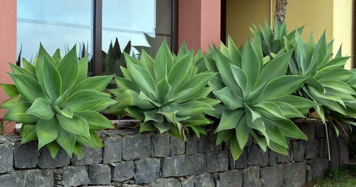 Several Agave attenuate plants growing in the landscape in front of commercial building