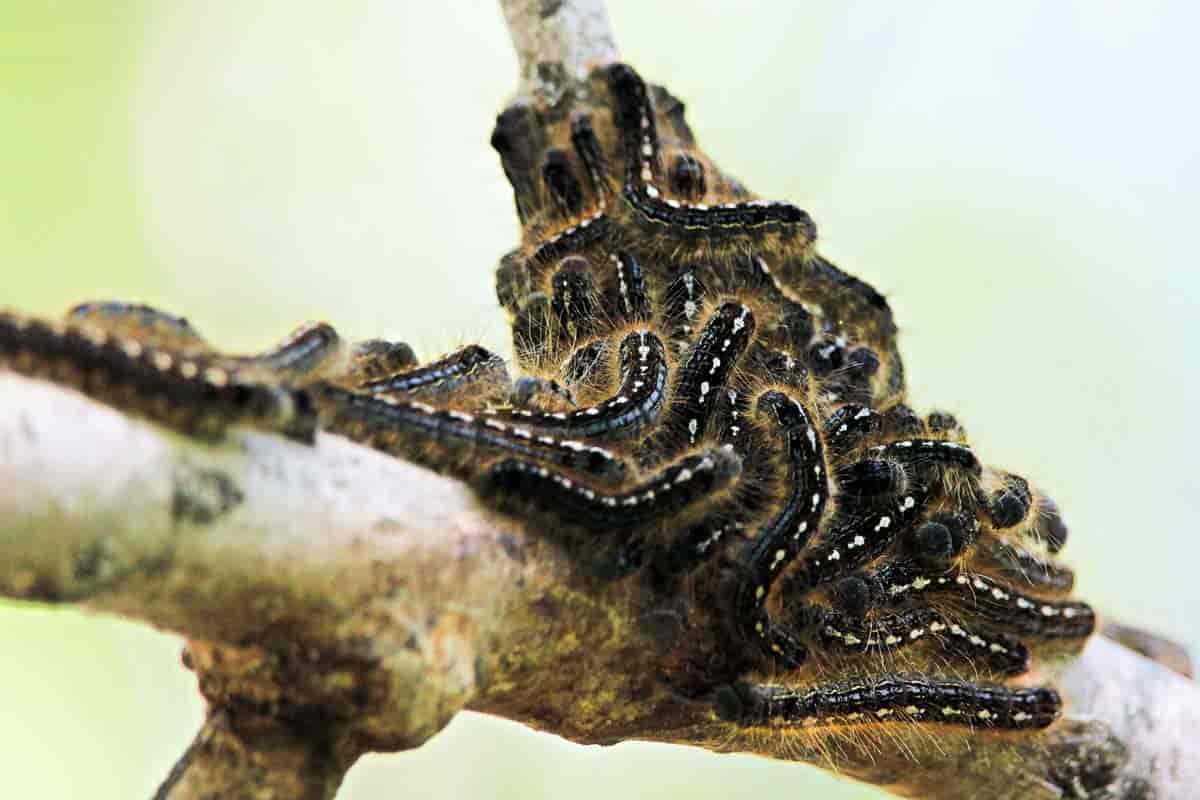 Colony of Forest Tent Caterpillar on tree limb