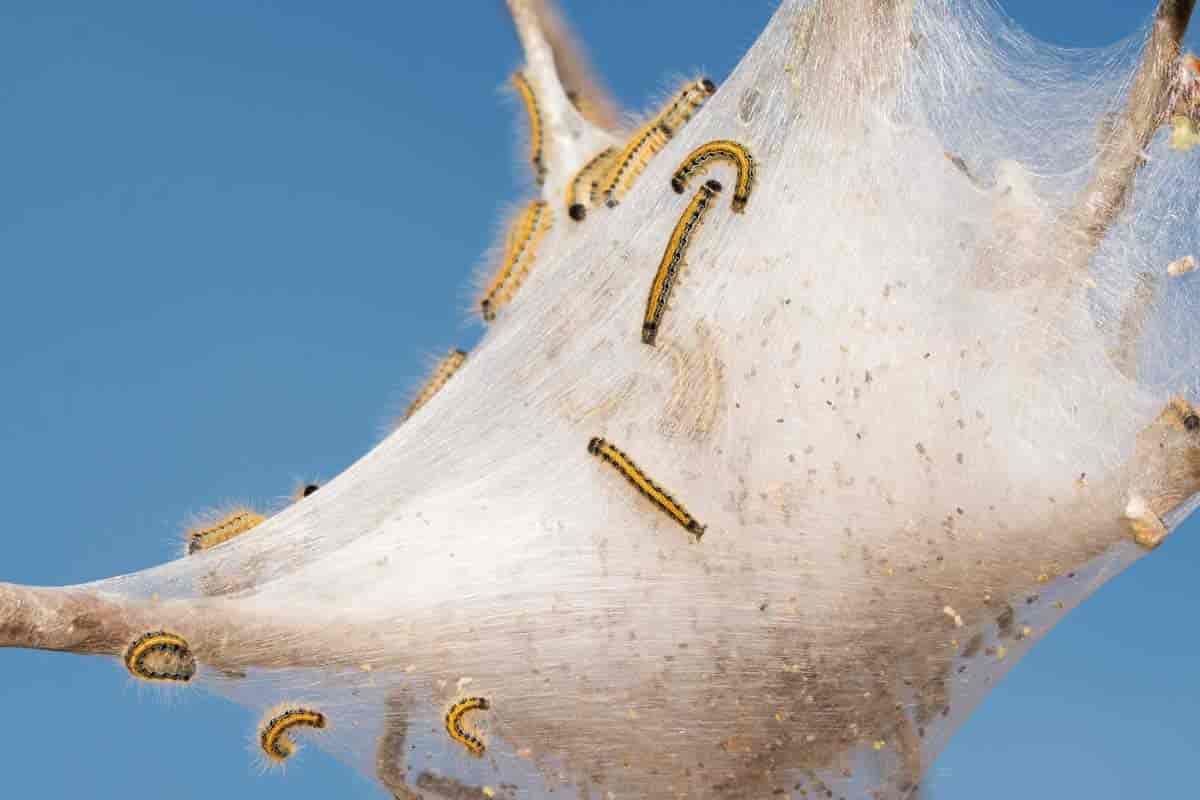 Early spring Tent Caterpillars web in an apple tree