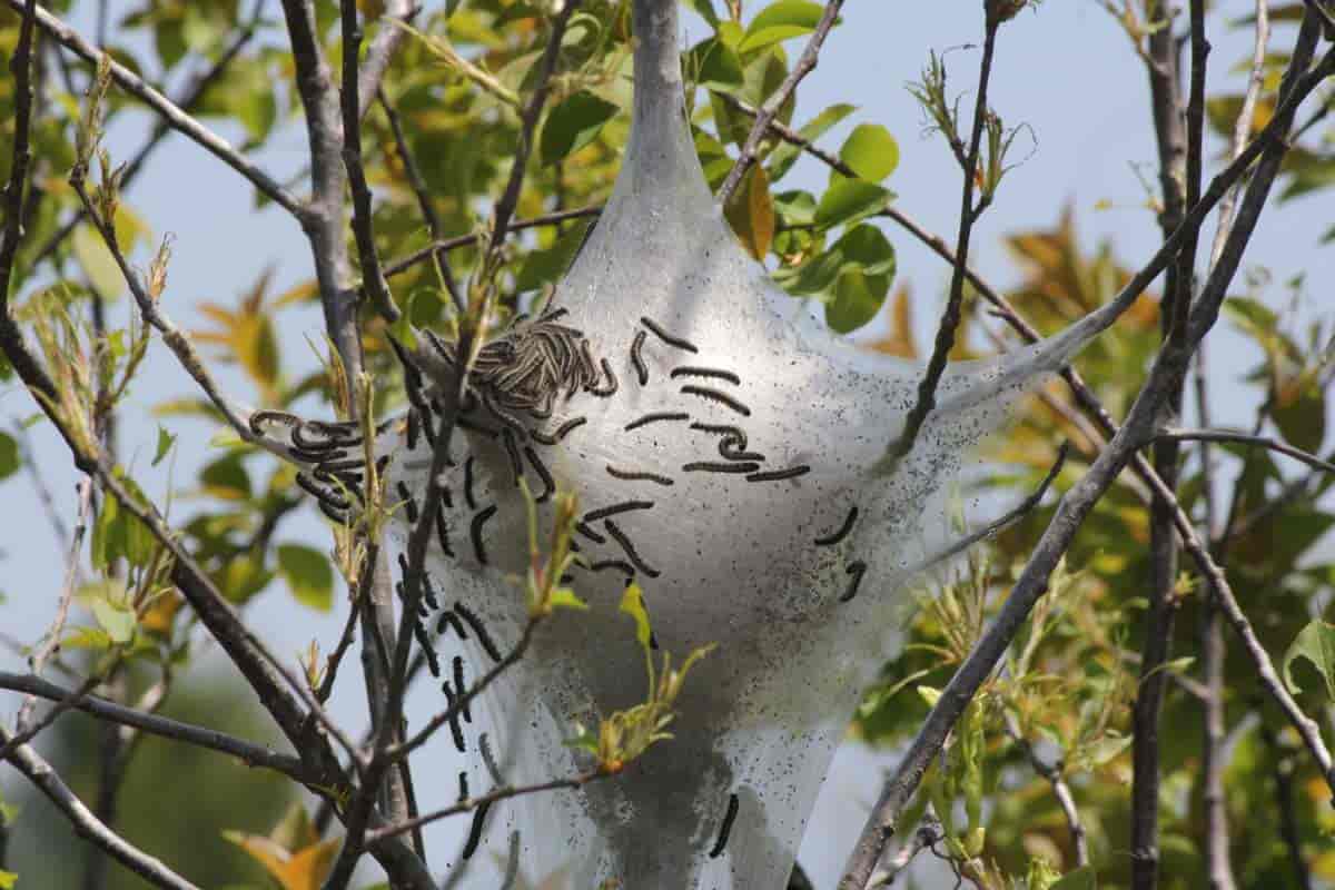 Silky tent of the Eastern Tent Caterpillar (Malacosoma americanum) in early spring.