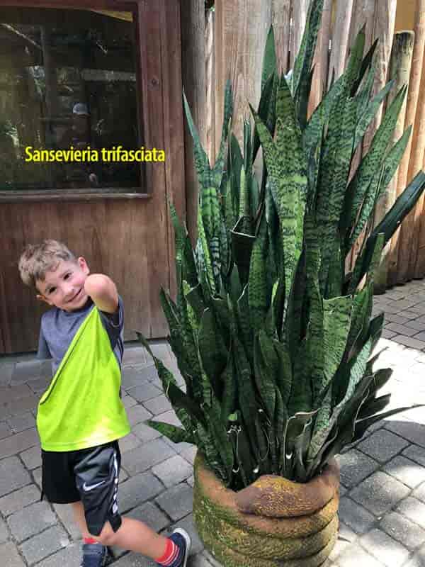 Høy slangeplante (Sansevieria trifasciata) gjør det bra å være pottebundet - Alligator farm St.Augustine Florida 2019