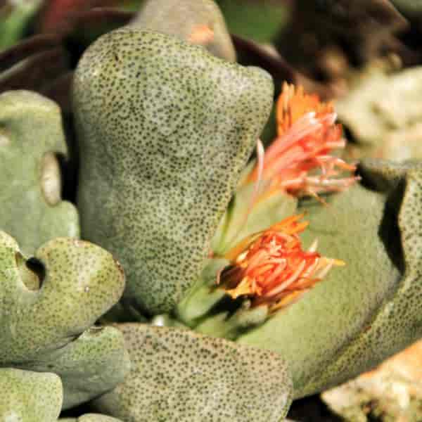 Pleiospilos nelii kaktus blomstrer i hagen