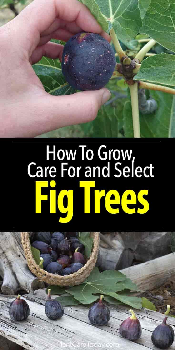 Fig tree care is one of the easiest fruit trees you can grow, learn the best varieties for your location, their needs, planting, winterizing [LEARN MORE]