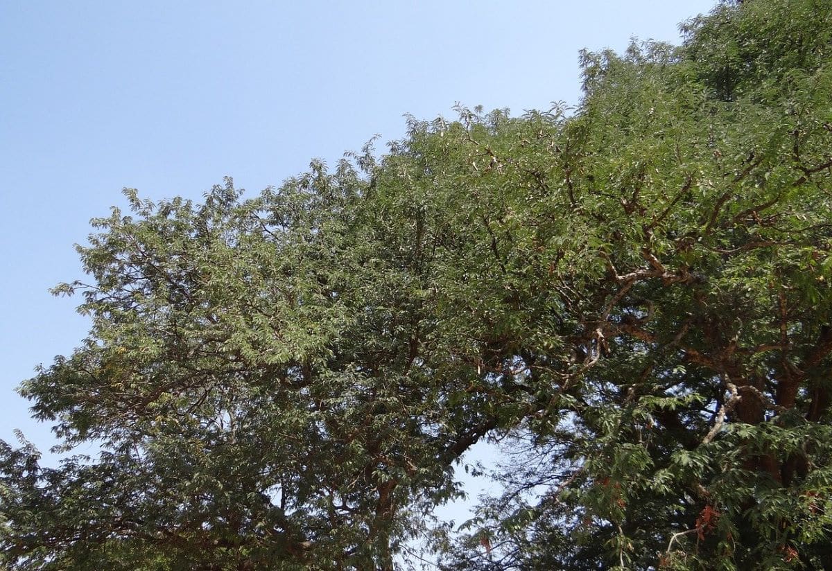 Tamarind er et raskt voksende tre