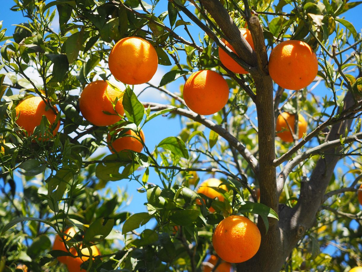 Når skal appelsintrær fumeres?