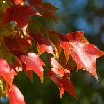 Acer buergerianum blir rød om høsten