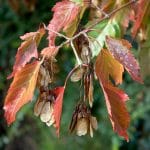 Acer ginnala blir vakker om høsten