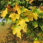 Acer campestre blir gul om høsten