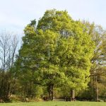 Acer campestre er et stort tre