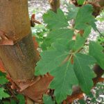 Acer griseum blader er grønne