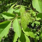 Acer negundo-blader er grønne