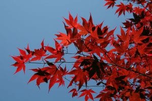 Acer palmatum osakazuki blir rød om høsten
