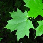 Utsikt over de grønne bladene av Acer saccharum