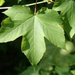 Acer pseudoplatanus-bladet er grønt