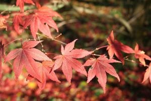 Acer palmatum var Atropurpureum har røde blader om høsten