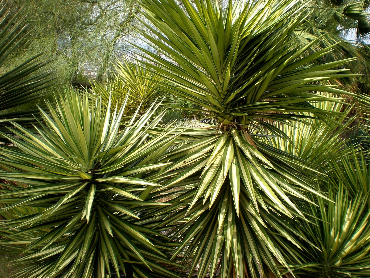 Yucca plantepleie