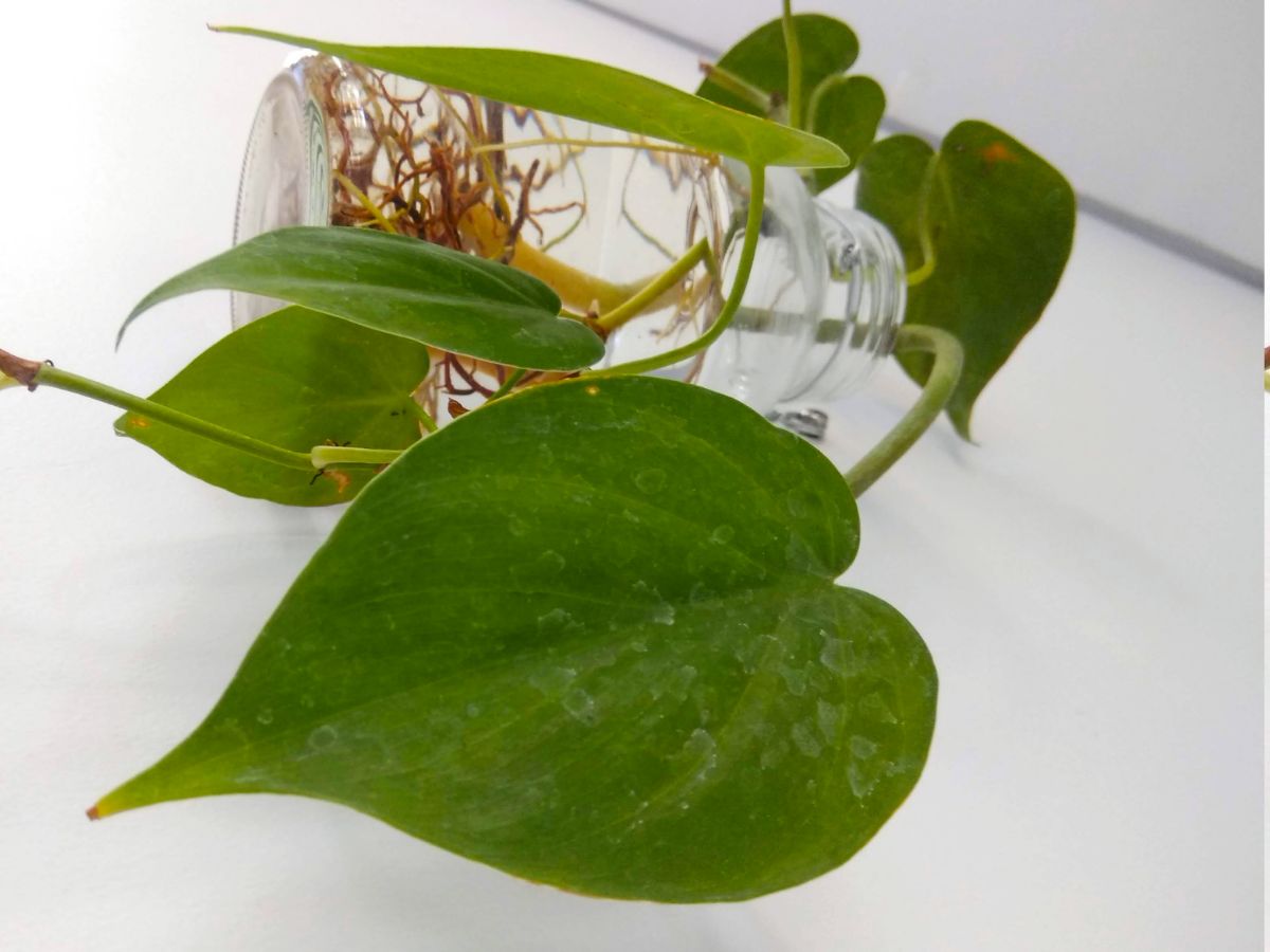 Hva er Philodendron cordatum