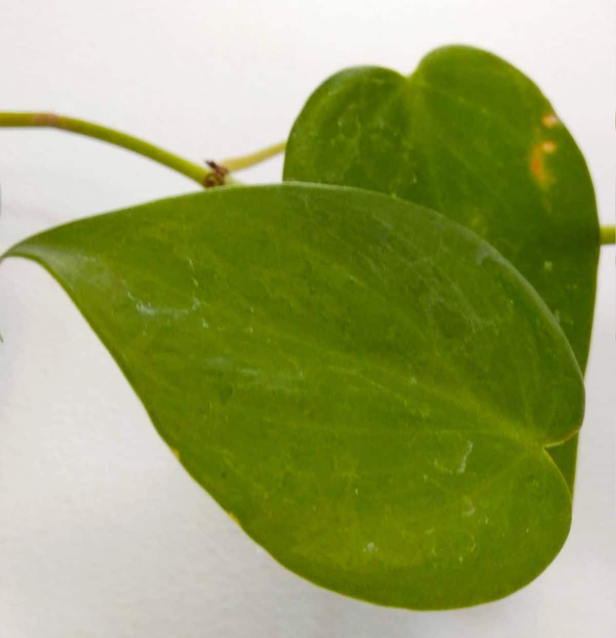 Philodendron cordatum skadedyr og sykdommer