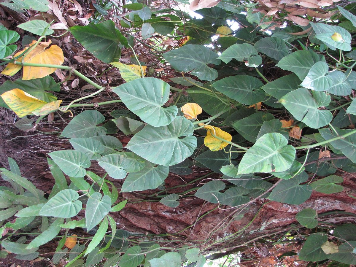 Hvilken omsorg trenger Philodendron cordatum?