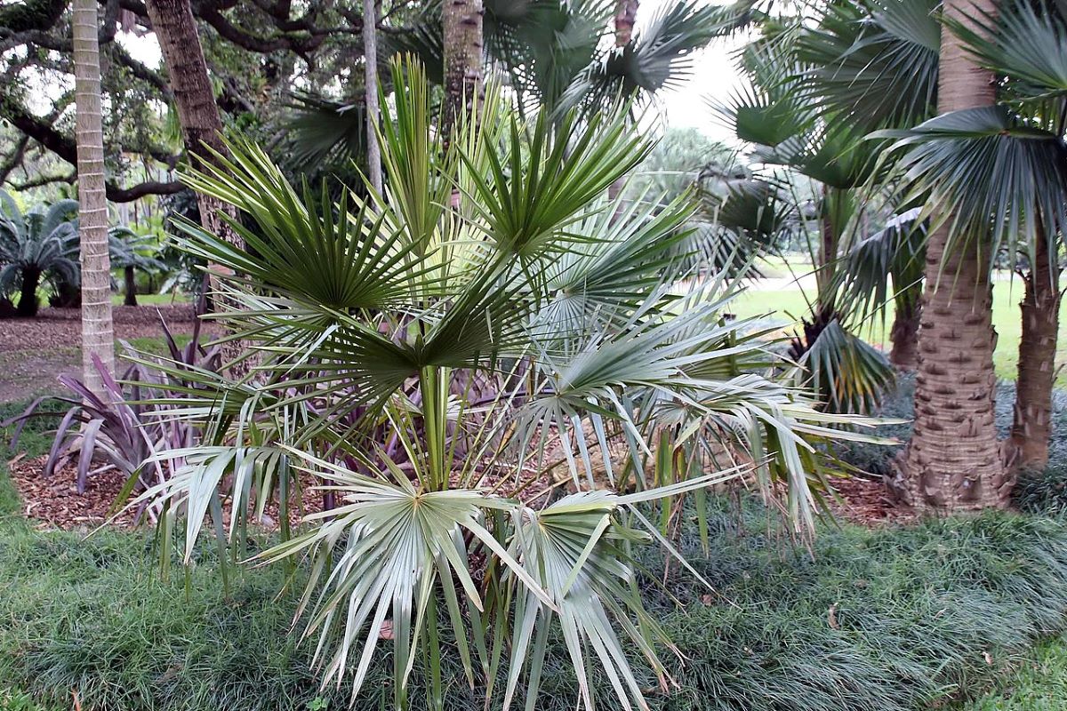 Livistona fulva er et rustikt palme