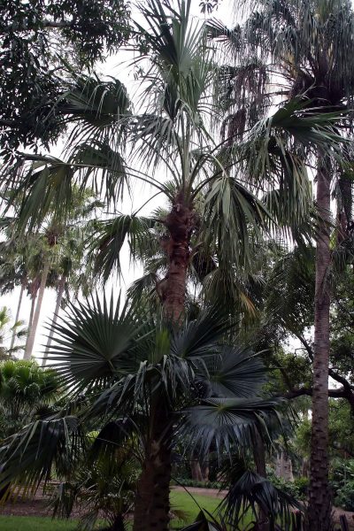 Livistona mariae er et palme