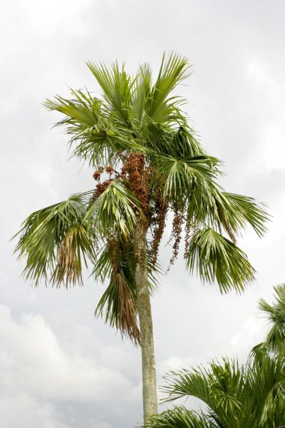 Livistona rotundifolia er et høyt palmetre