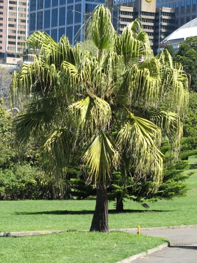 Livistona chinensis er et rustikt palme