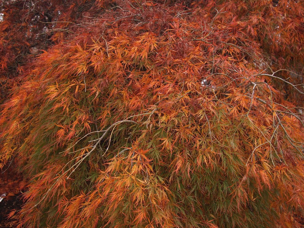 Acer palmatum var dissectum endrer farge om høsten
