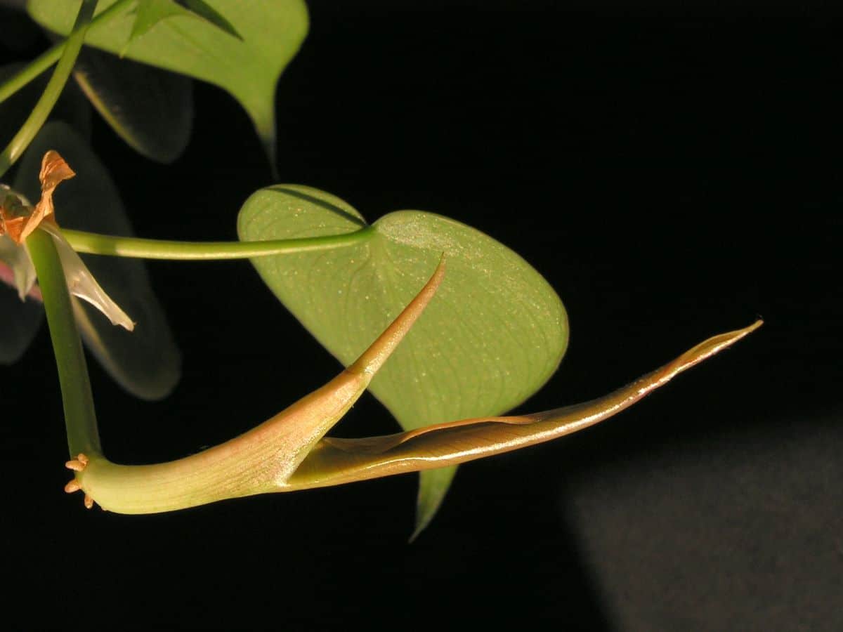 Philodendron kan fås som en hengende plante