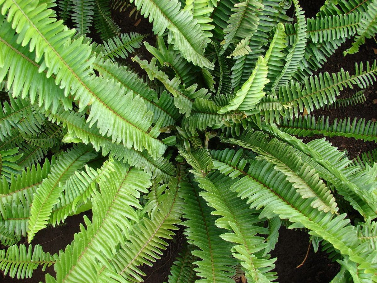Nephrolepis cordifolia er en grønn plante som absorberer fuktighet fra miljøet