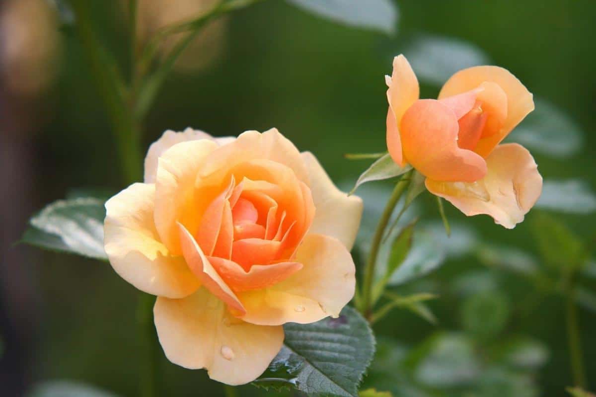 Rosebuskene kan potte og såes om vinteren