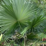Tahina er et sakte voksende palme