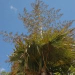 Tahina er et monokarpisk palme