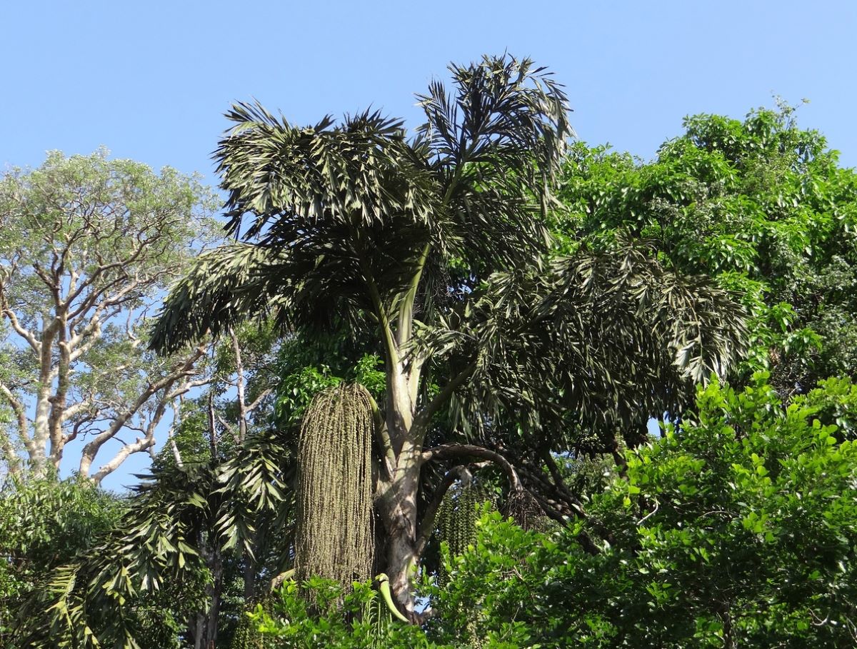 Caryota urens er en monokarpisk tropisk palme