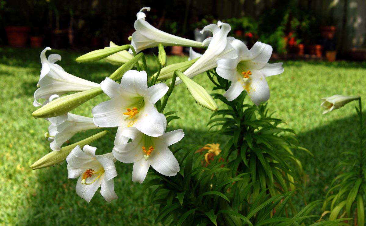 Lilium longiflorum har store hvite blomster