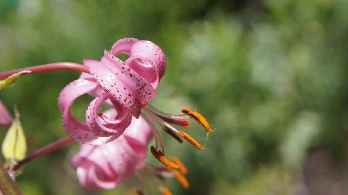 Martagon er en Lilium med små blomster