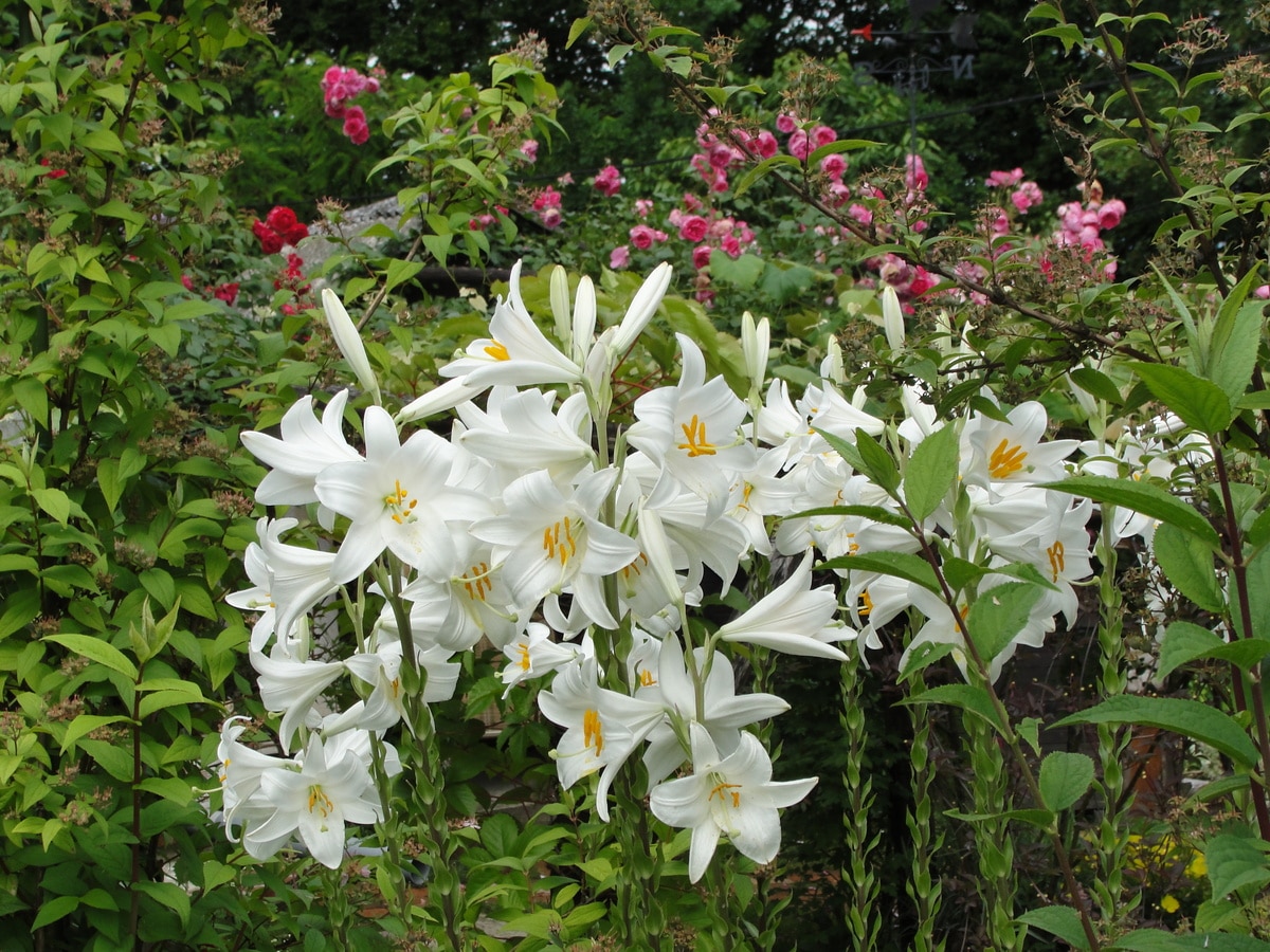 Lilium candidum har hvite blomster