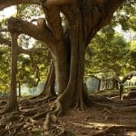 Ficus benjamina har store røtter
