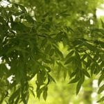 Fraxinus angustifolia blader er løvfellende