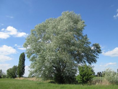 Populus alba er et tre som vokser ved siden av en elv