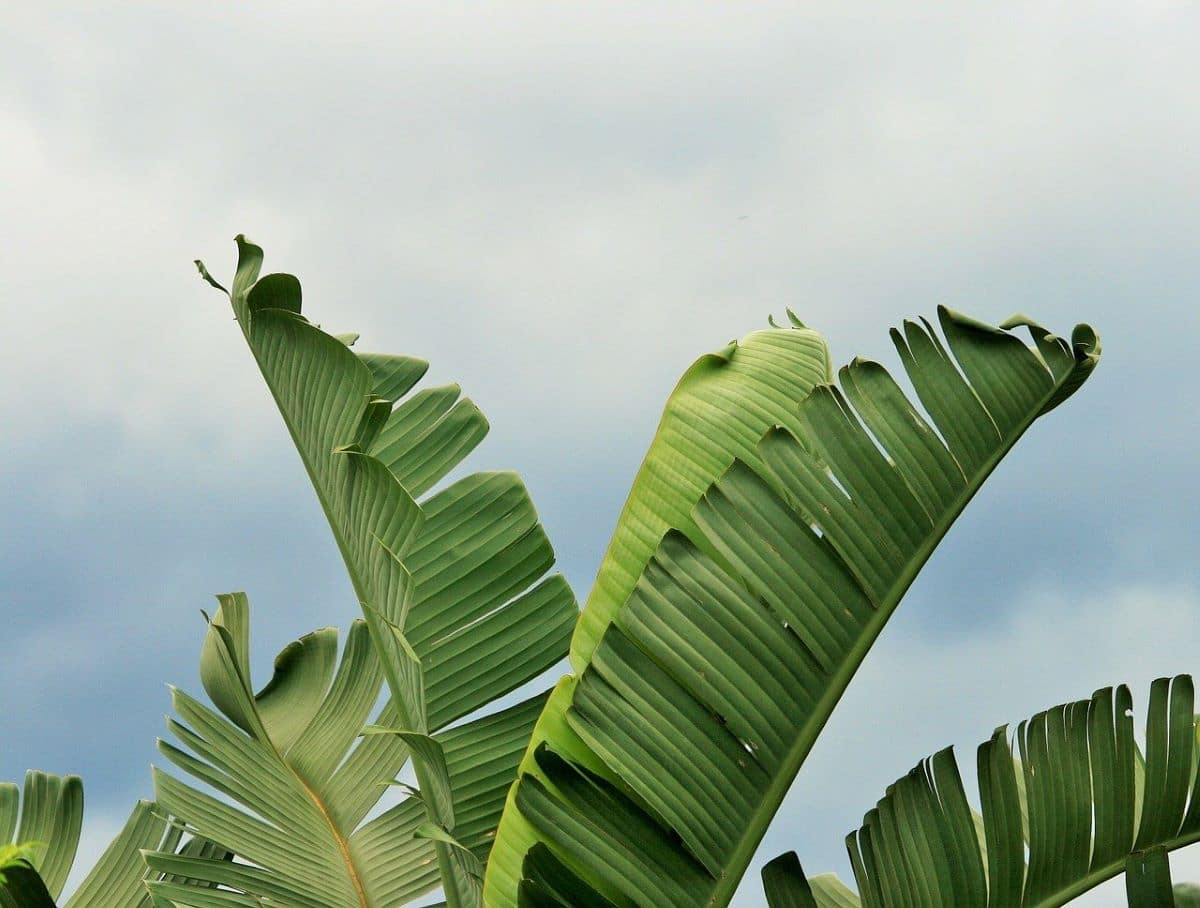 Strelitzia har grønne blader