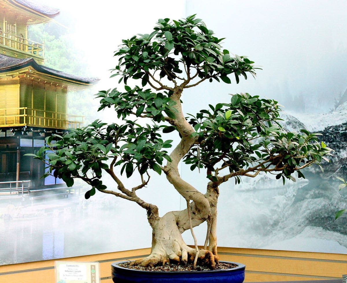 Ficus retusa bonsai er utendørs