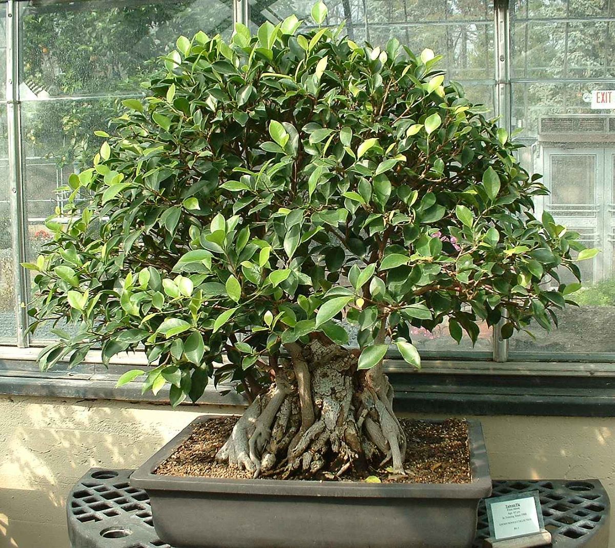 Ficus retusa bonsai beskjæres innimellom