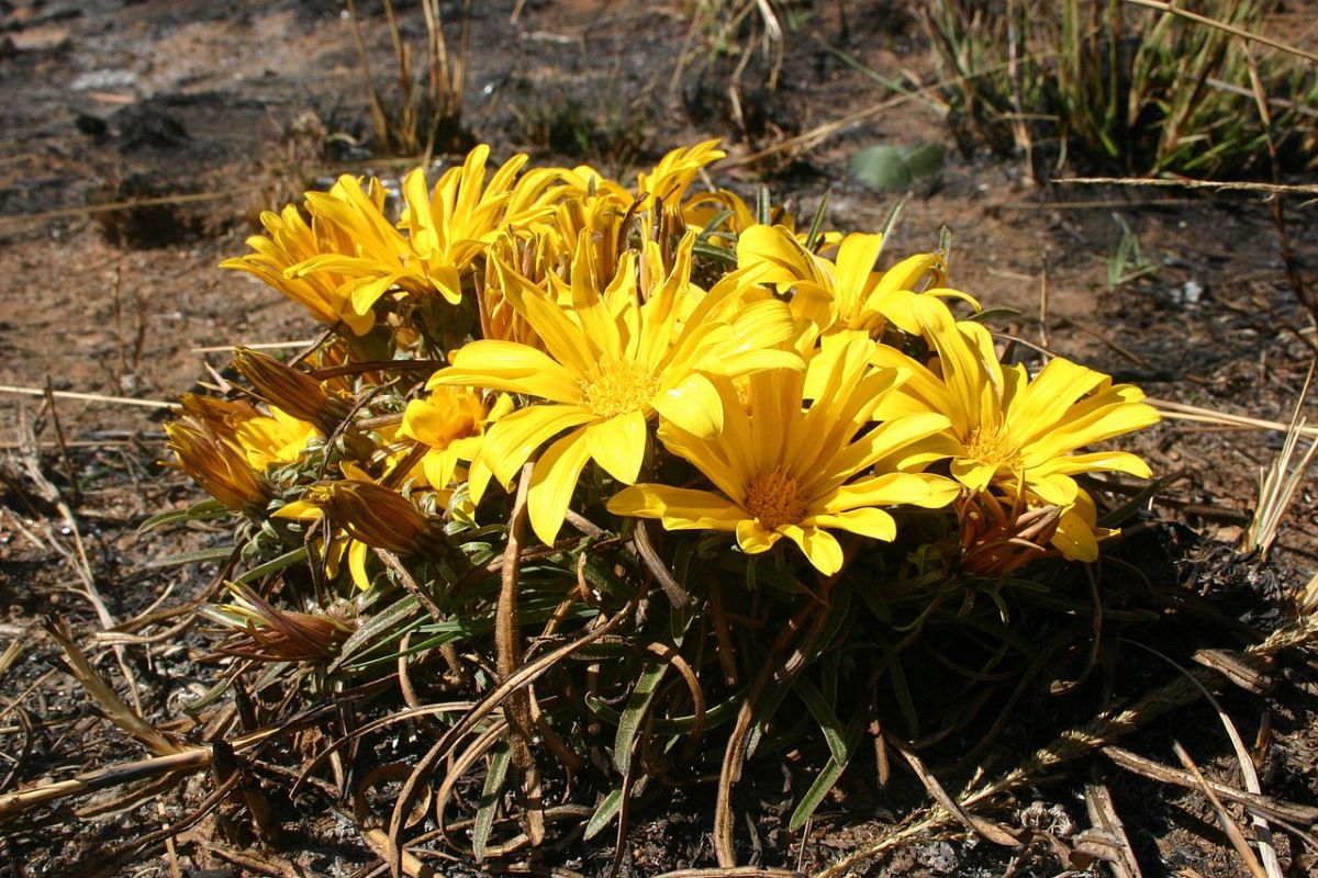 Gazania krebsiana har gule blomster