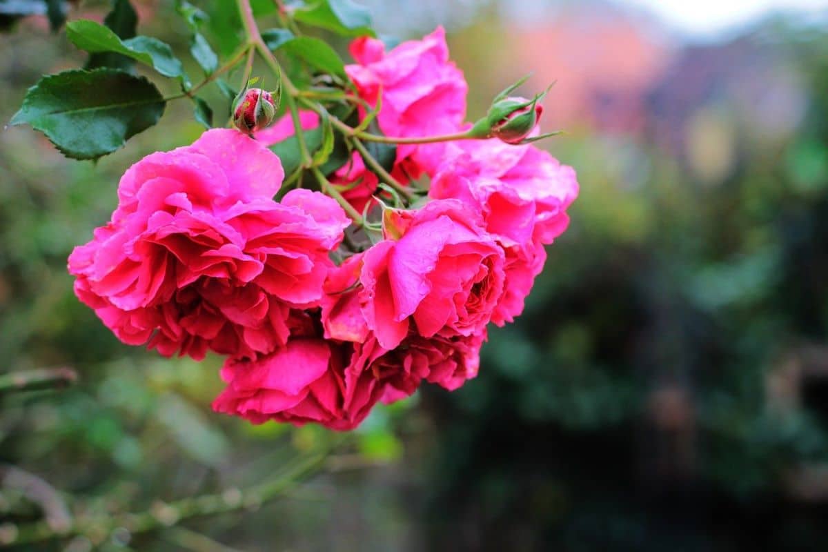 El rosal llorón es un arbusto